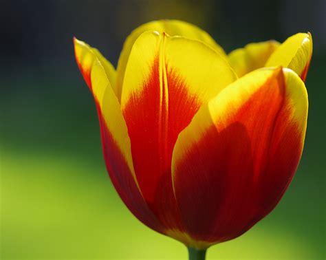 Gratis Afbeeldingen : natuur, fabriek, bloemblad, tulp, de lente, groen, rood, macro, geel, tuin ...