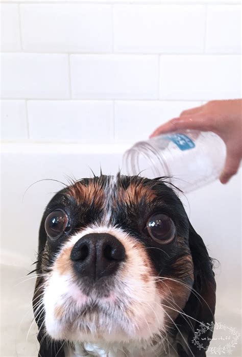 how to give your dog a bath at home: simple tips to keep it stress free