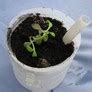 Make a Free Self Watering Flower Pot