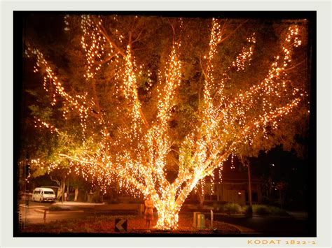 A giant fairy light Tree in Noosa #slashies #Sportsgirl Fairy Lights In Trees, 50 Birthday ...