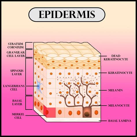 The outer layer of skin is called(a)Dermis(b)Epidermis(c)Plasma(d)Cortex