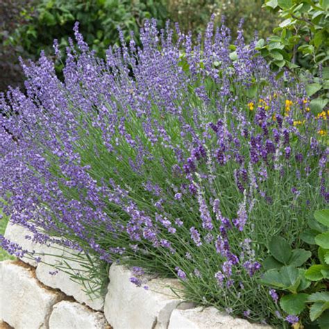 English Lavender Collection | YouGarden