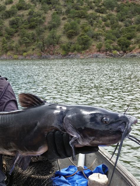 Parker Canyon Lake – Arizona's Year Round Playground!!!!