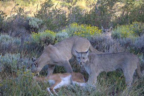 Guide to Planning Your Patagonia Puma Quest in Torres Del Paine