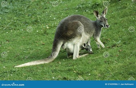 Kangaroo with Baby in Pouch Stock Photo - Image of pouch, parent: 57439986