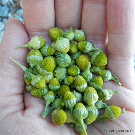 Pineapple Weed Tea - Montana Homesteader