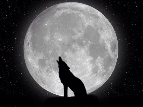 Oui, mon loup, c'est la pleine lune.... | Wolf wallpaper, Wallpaper, Wolf moon