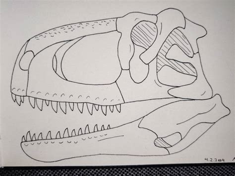 Abelisaurus comahuensis skull practise by Spinosaur935 on DeviantArt