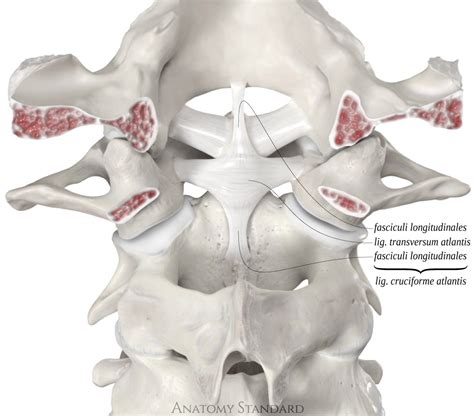 The Ligaments of the Craniocervical Junction