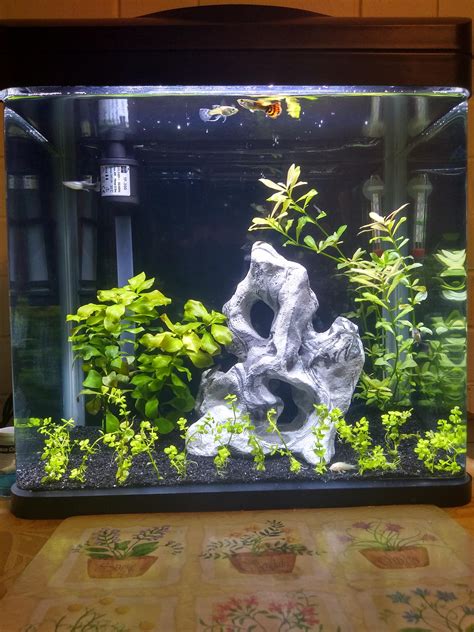 30L (8gallons) guppy tank. Rate / Review / Help : r/Aquariums