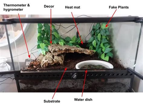 Pacman Frog Enclosure Setup - Step by Step to Create a Habitat