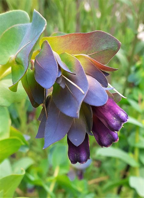 Cerinthe major 'Purpurascens' | Shop Cerinthe | Proctors Nursery