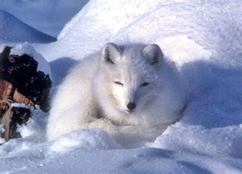 Aquarium of the Pacific | Online Learning Center | Arctic Fox