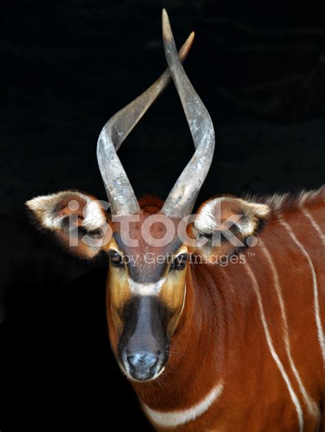 African Bongo (antelope) Stock Photos - FreeImages.com