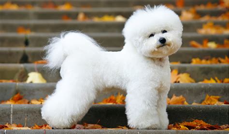 Bichon Frise Breed Facts and Information | PetCoach