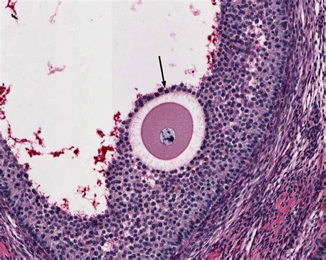 Female Reproductive System | histology