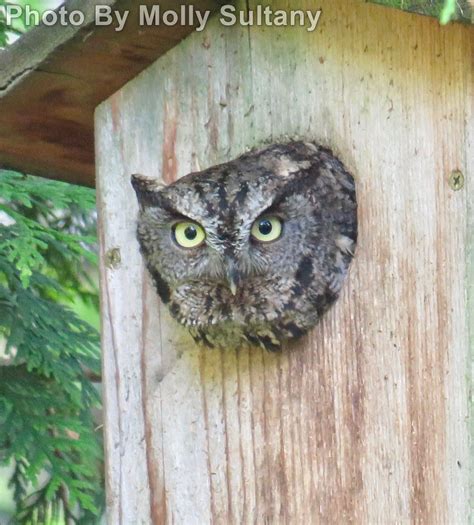 Western Screech-Owl - East Cascades Audubon Society