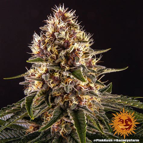 Pink Kush Strain Seeds | BARNEYS FARM USA