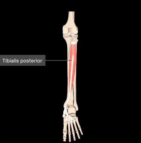 Tibialis posterior muscle - Origin, Insertion, Function, Exercise