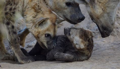 The antics of adorable hyena cubs - Africa Geographic