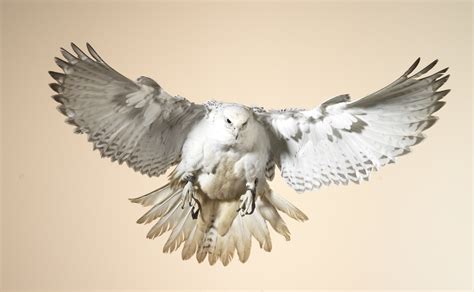 Grey Falcon - A-Z Animals