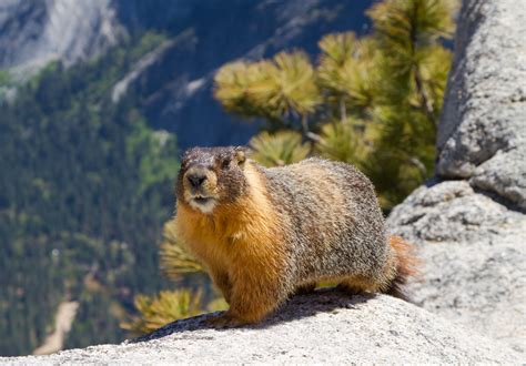 Yellow-Bellied Marmot Sleeping Habits Offer Clues to Longevity | Flipboard