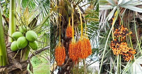 List of Best Palm Fruits | Fruits From Palm Trees