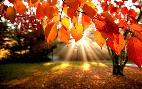 Fall, leaves, sunrise Download PowerPoint Backgrounds - PPT Backgrounds