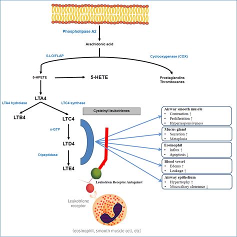 Montelukast use over the past 20 years: monitoring of its effects and ...