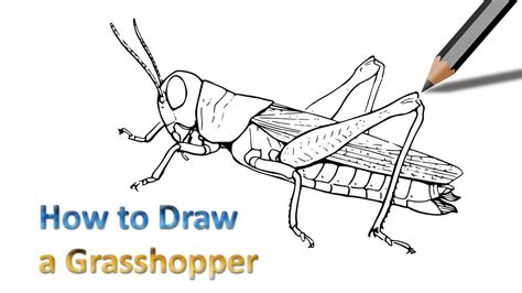 Easy Grasshopper Drawing