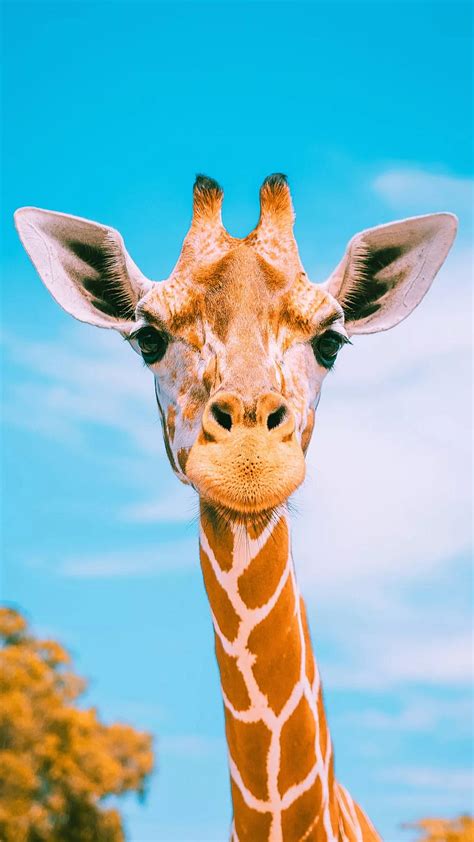 1080P free download | Hello I am giraffe, animal, blue sky, giraffe, high, long, long neck ...