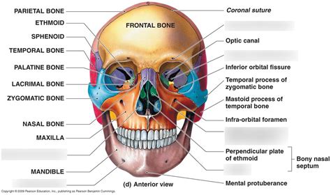 Anterior View of the Skull Diagram | Quizlet