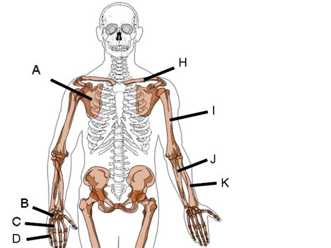 Appendicular Skeleton Diagram - ClipArt Best