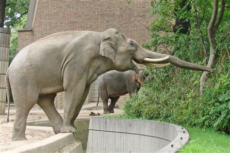 Berlin Zoo – The Oldest Zoo in Germany