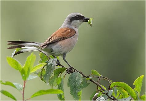 Red-backed Shrike | Beautiful birds, Types of animals, Red