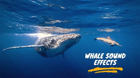 Whale Sounds: Humpback Whale Sounds| Whale Sound Effect| Whale Singing ...