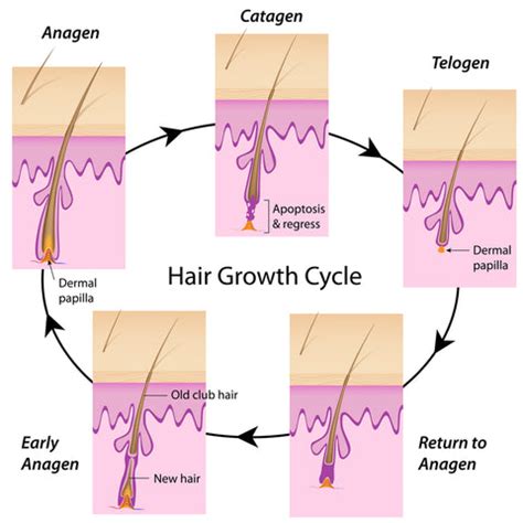 Stress Related Hair Loss - Is That Even Possible? - Shedavi