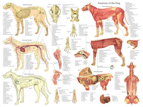 Dog Muscular Skeletal Nerves Canine Anatomy Poster 18 X - Etsy UK