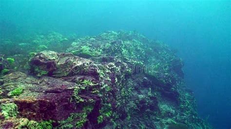 Baikal underwater stock video. Video of lake, bottom - 63014075