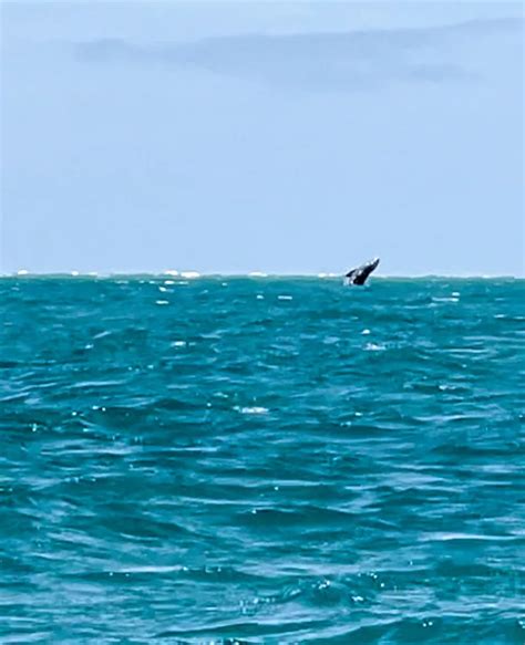 Baja Mexico's Best Tour: Guerrero Negro Whale Watching