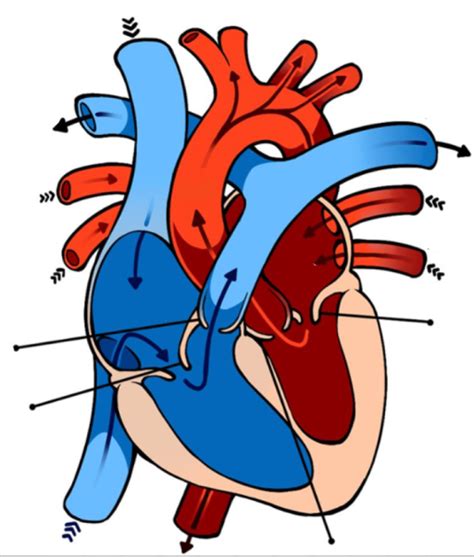 Heart Diagram Diagram | Quizlet