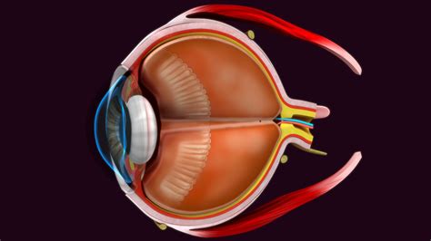 Eye Anatomy Model