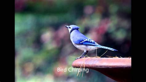 Bird Chirping Sound Effect - YouTube