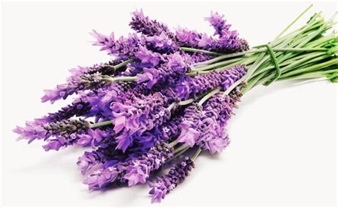 Hoa Lavender là hoa gì? - Hình ảnh và Ý nghĩa Hoa Oải Hương - Máy Ép ...