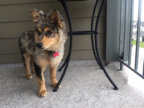 Norwegian Elkhound Australian Shepherd Mix