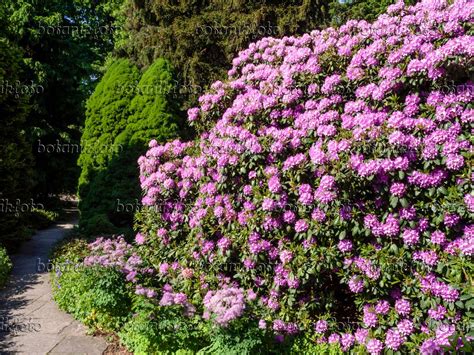 Image Catawba rhododendron (Rhododendron catawbiense 'Grandiflorum ...