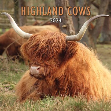 Highland Cows Calendar 2024 - Timi Adelind