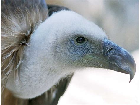 The Griffon Vulture | Wild Bird | The Wildlife