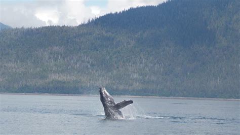 Another extension for humpback whale habitat rule