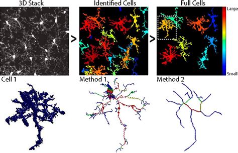 Microglial Cells Function